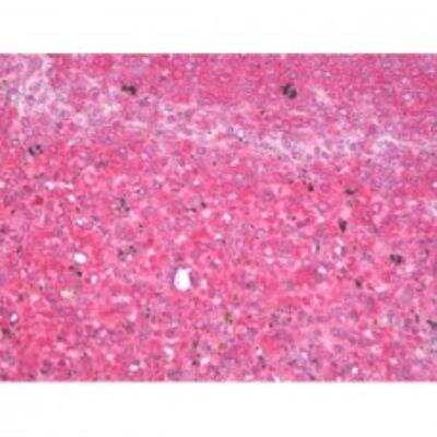 Immunohistochemistry-Paraffin: VAMP-7 Antibody (158.2) [NBP1-07118]
