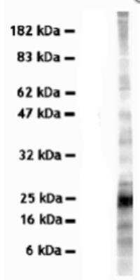 Western Blot: VAMP-7 Antibody (158.2) [NBP1-07118]