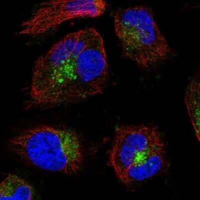 Immunocytochemistry/ Immunofluorescence: VAMP-7 Antibody [NBP1-80709]