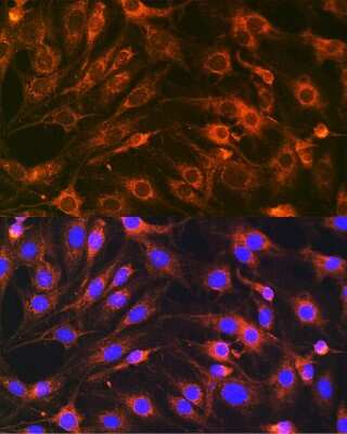 Immunocytochemistry/ Immunofluorescence: VAMP-7 Antibody - Azide and BSA Free [NBP3-15595]