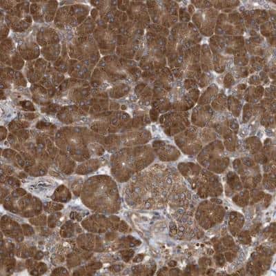 Immunohistochemistry-Paraffin: VAMP-7 Antibody [NBP1-80709]