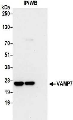 Immunoprecipitation: VAMP-7 Antibody [NBP2-32232]