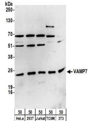 Western Blot: VAMP-7 Antibody [NBP2-32232]