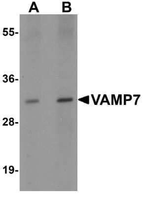 Western Blot: VAMP-7 AntibodyBSA Free [NBP2-41183]