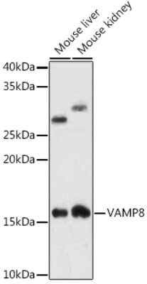 Western Blot: VAMP-8 Antibody (5H9S4) [NBP3-16471]