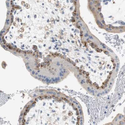 Immunohistochemistry-Paraffin: VAMP-8 Antibody [NBP1-84013]