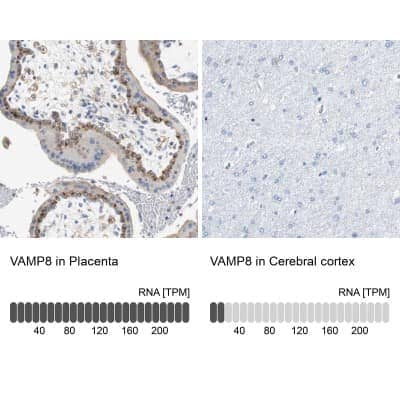 Immunohistochemistry-Paraffin: VAMP-8 Antibody [NBP1-84013]