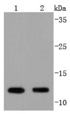 Western Blot: VAMP-8 Antibody (JF0963) [NBP2-66777]