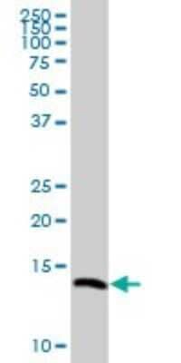 Western Blot: VAMP-8 Antibody [H00008673-B01P]