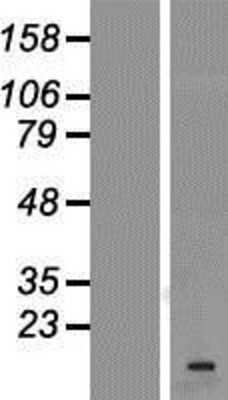 Western Blot: VAMP-1 Overexpression Lysate [NBP2-09860]