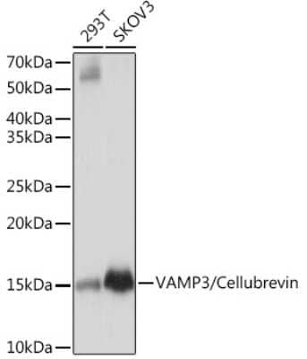 Western Blot: VAMP3/Cellubrevin Antibody (2H8R8) [NBP3-16705]