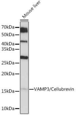Western Blot: VAMP3/Cellubrevin Antibody (2H8R8) [NBP3-16705]