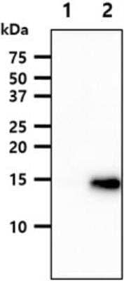 Western Blot: VAMP3/Cellubrevin Antibody (4G9)BSA Free [NBP1-97948]