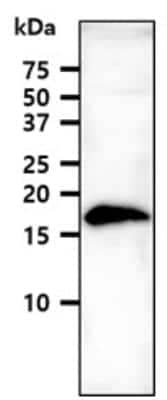 Western Blot: VAMP3/Cellubrevin Antibody (4G9)BSA Free [NBP1-97948]