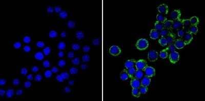 Immunocytochemistry/ Immunofluorescence: VAMP3/Cellubrevin Antibody [NB300-510]