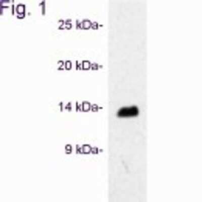Western Blot: VAMP3/Cellubrevin Antibody [NB300-510]