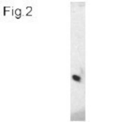 Western Blot: VAMP3/Cellubrevin Antibody [NB300-510]