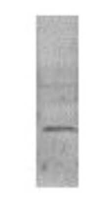Western Blot: VAMP3/Cellubrevin Antibody [NB300-510]
