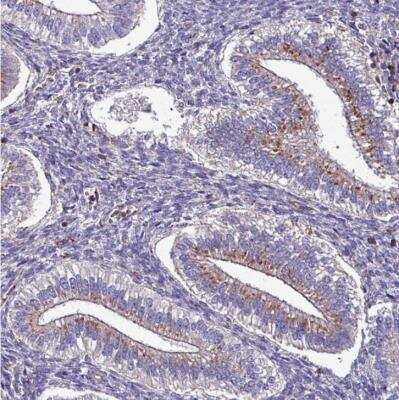 Immunohistochemistry-Paraffin: VAMP4 Antibody [NBP2-13512]