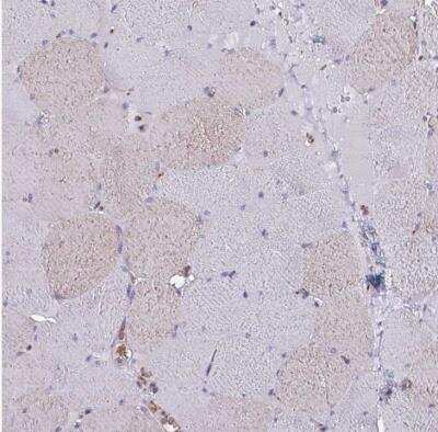 Immunohistochemistry-Paraffin: VAMP4 Antibody [NBP2-13512]
