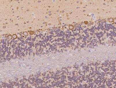 Immunohistochemistry-Paraffin: VAMP4 Antibody [NBP3-05918]