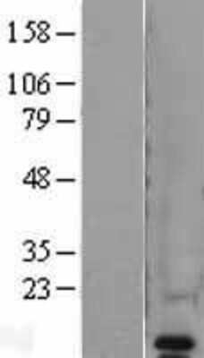 Western Blot: VAMP-8 Overexpression Lysate [NBL1-17691]