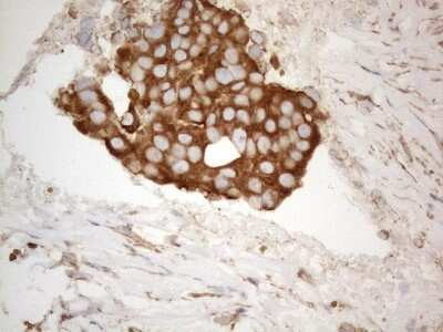 Immunohistochemistry: VAP-A Antibody (OTI10E10) [NBP2-46319]