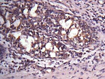 Immunohistochemistry-Paraffin: VAP-A Antibody [NBP1-31237]