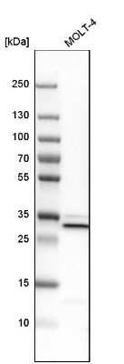 Western Blot: VAP-A Antibody [NBP1-83132]