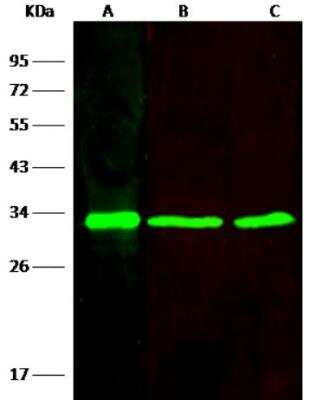 Western Blot: VAP-B Antibody (208) [NBP2-89626]