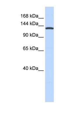 Western Blot: VARS Antibody [NBP1-55365]