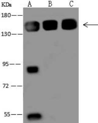 Western Blot: VARS Antibody [NBP3-05970]