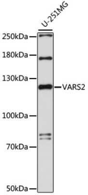 Western Blot: VARS2 AntibodyAzide and BSA Free [NBP2-93059]