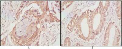 Immunohistochemistry-Paraffin: VASA Antibody (2F9H5) - BSA Free [NBP1-51586]