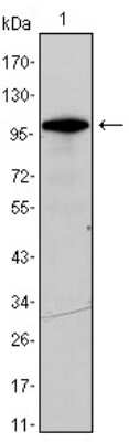 Western Blot: VASA Antibody (2F9H5)BSA Free [NBP1-51586]