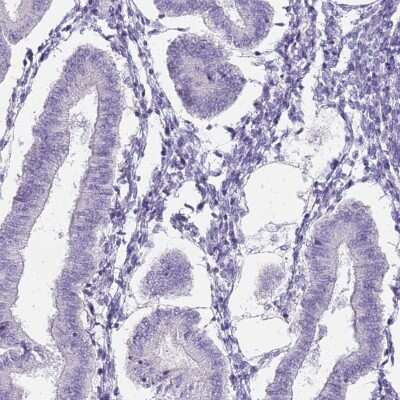 Immunohistochemistry-Paraffin: VASA Antibody [NBP2-13907]