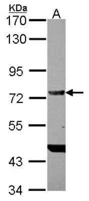 Western Blot: VASA Antibody [NBP2-20844]