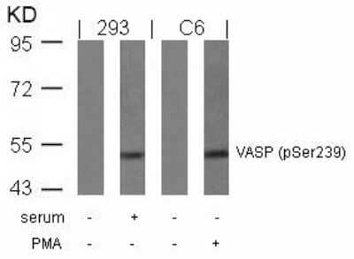 Western Blot: VASP [p Ser238] Antibody [NB100-82254]