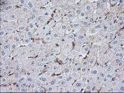 Immunohistochemistry-Paraffin: VASP Antibody (OTI4D6) [NBP2-00555]