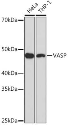 Western Blot: VASP Antibody (6Q3M0) [NBP3-16516]