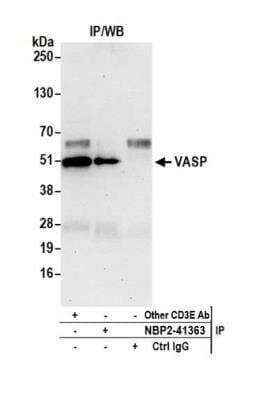 Immunoprecipitation: VASP Antibody [NBP2-41363]