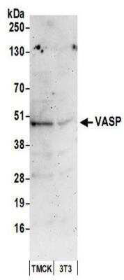 Western Blot: VASP Antibody [NBP2-41363]