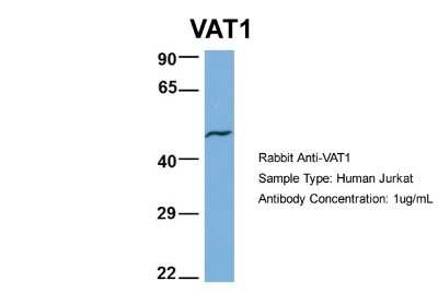 Western Blot: VAT1 Antibody [NBP1-57008]