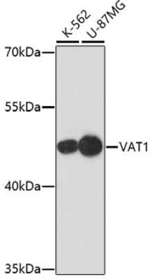 Western Blot: VAT1 AntibodyAzide and BSA Free [NBP2-93463]