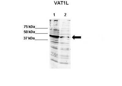 Western Blot: VAT1L Antibody [NBP2-88568]