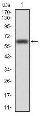 Western Blot: VAV2 Antibody (3F5D3)BSA Free [NBP2-52583]