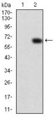 Western Blot: VAV2 Antibody (3F5D3)BSA Free [NBP2-52583]