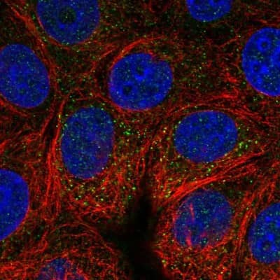 Immunocytochemistry/ Immunofluorescence: VAV2 Antibody [NBP1-86520]