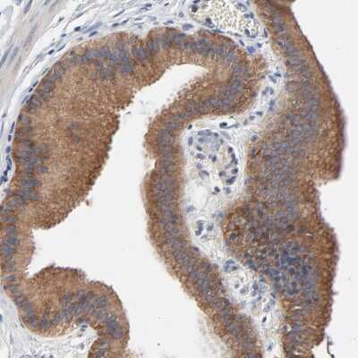 Immunohistochemistry-Paraffin: VAV2 Antibody [NBP1-86520]