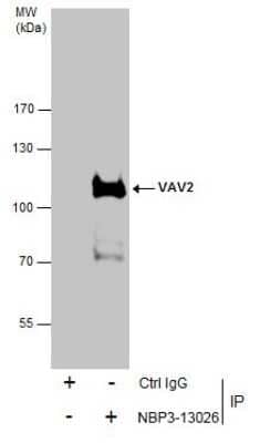 Western Blot: VAV2 Antibody [NBP3-13026]